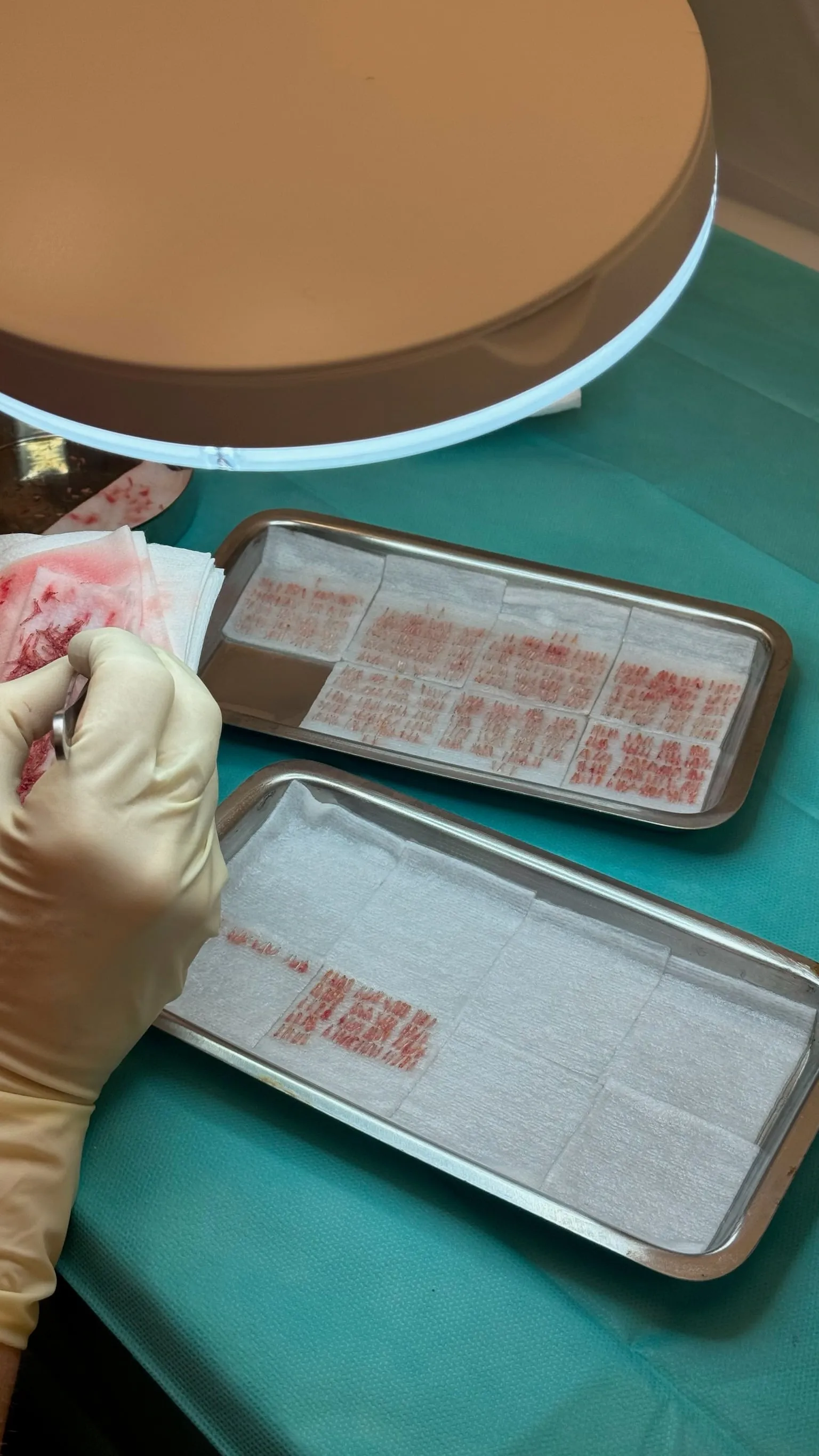 Grafts being sorted on trays after harvesting